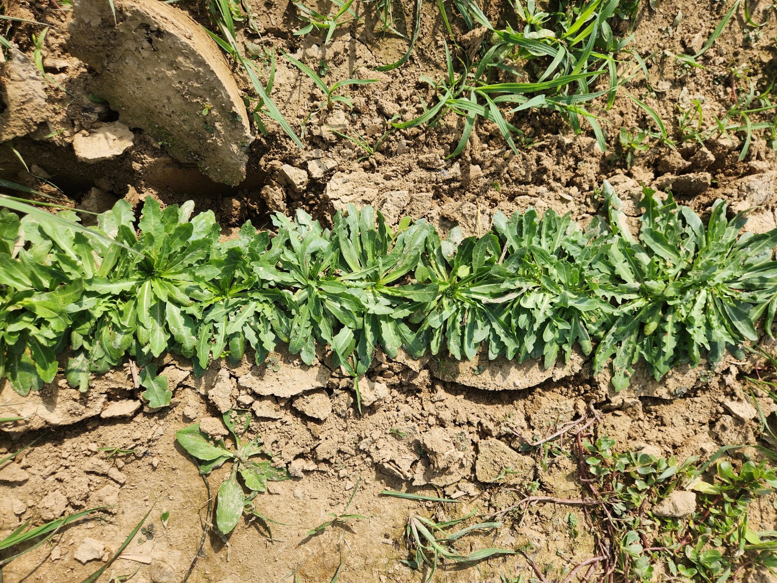 Rubber plants in a field